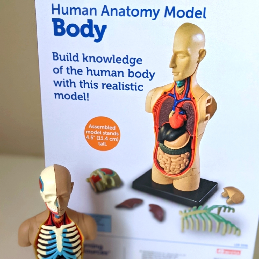 Human Anatomy Model Body